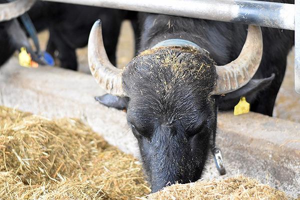 Cilento: i 10 migliori caseifici per provare la mozzarella di bufala (e molto altro)