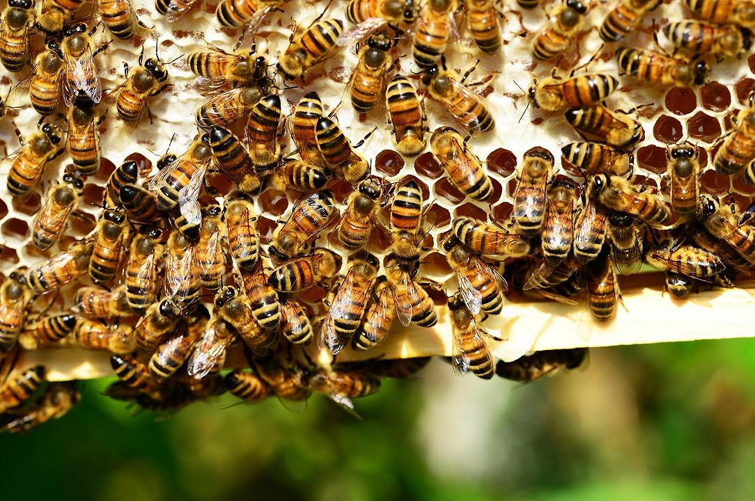 Apicoltura: inefficaci le misure dell’UE per proteggere api e insetti impollinatori