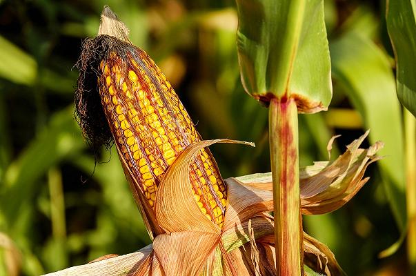 Agricoltura: 20 milioni di euro di aiuti alle filiere del mais, legumi e soia