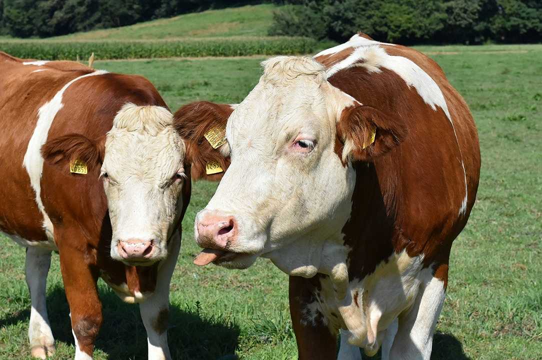 Latte: produzione in calo del 10% perché le mucche patiscono l’afa