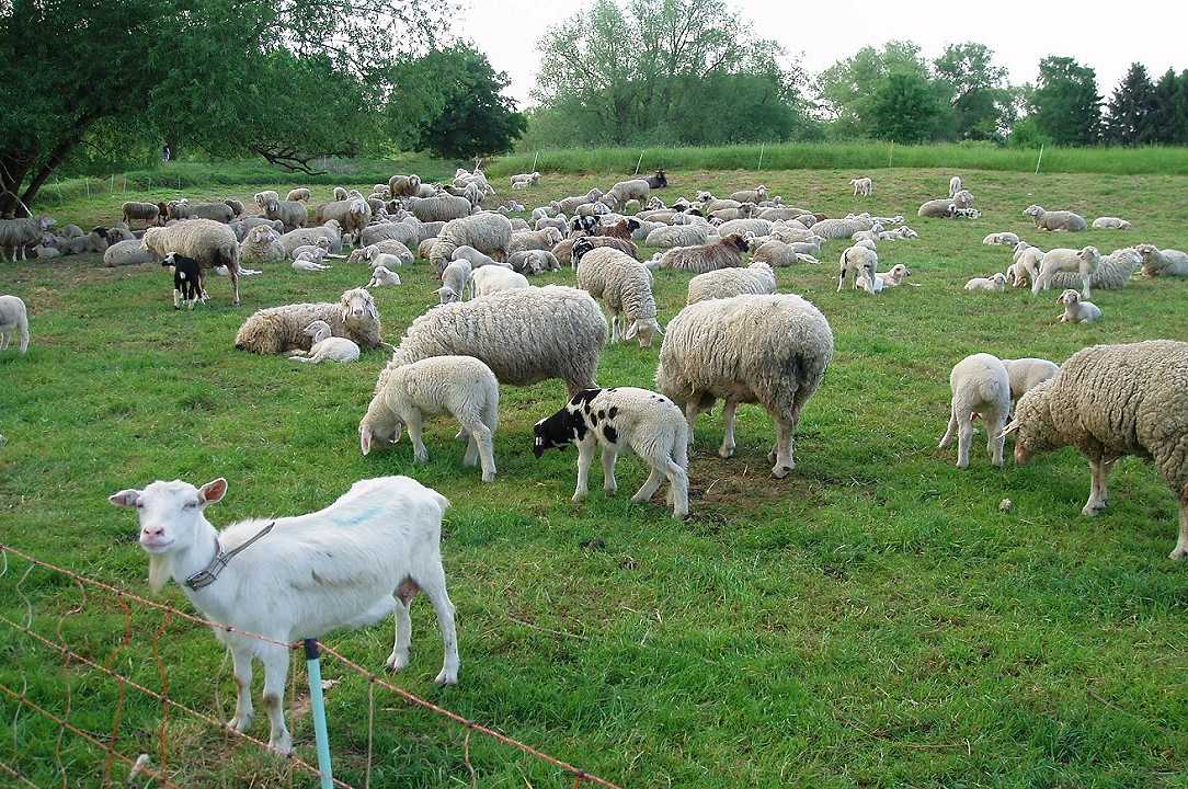 Giappone: via libera all’importazione di carni ovine e caprine italiane