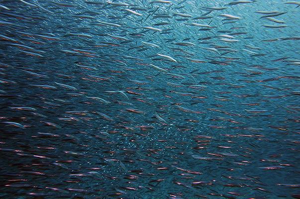 Pesce: il 35% dei prodotti ittici del Tirreno ha mangiato microplastiche