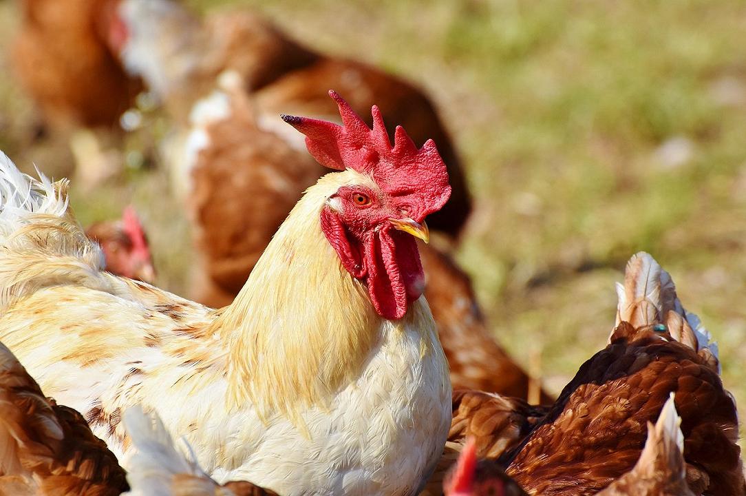 Influenza aviaria, nuova Circolare: colpito il pollame domestico, ma bassi rischi per l’uomo