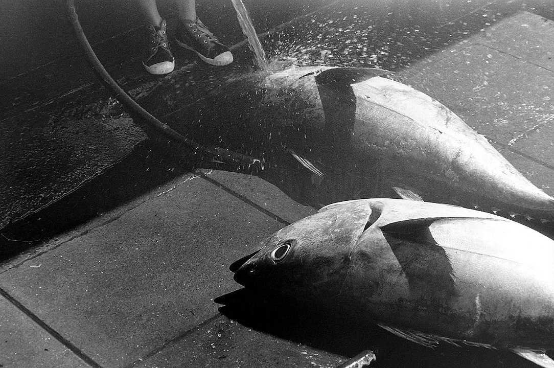 Tonno: uno chef paga 145mila dollari per un pesce all’asta di Tokyo