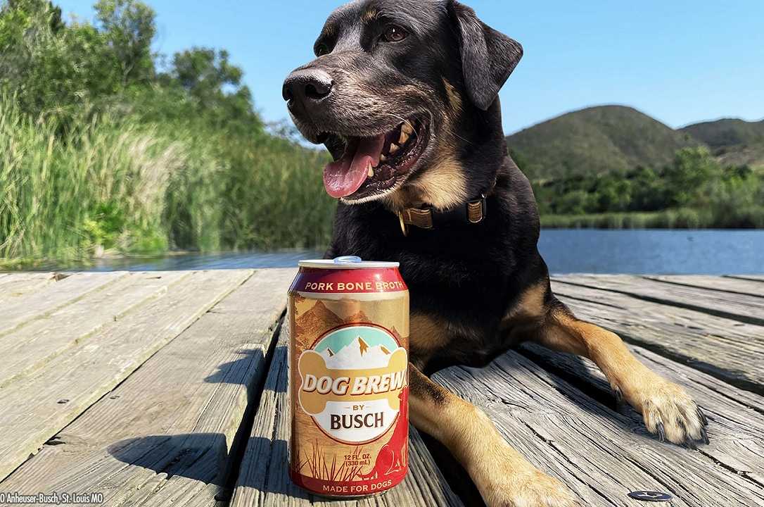 Busch Dog Brew: la birra per cani esiste (ed è senza alcol)