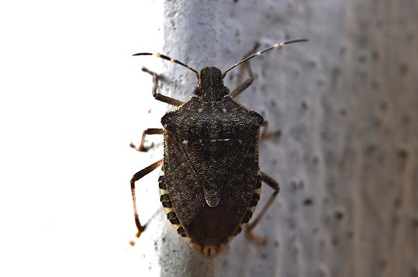 Agricoltura, anche nelle Marche si lotta la cimice asiatica con la vespa Samurai