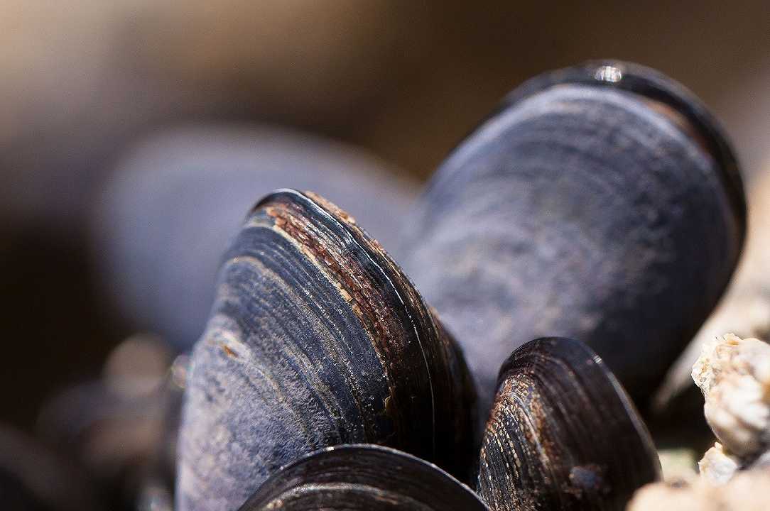 Pesca, riprende il commercio di cozze e molluschi tra Europa e Stati Uniti