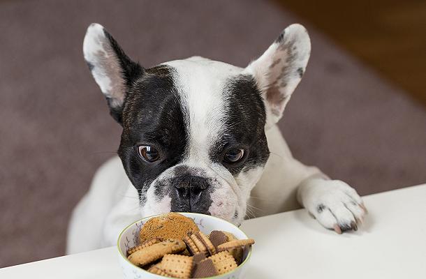 Delivery di cibo per cani: arriva la startup Lovbau