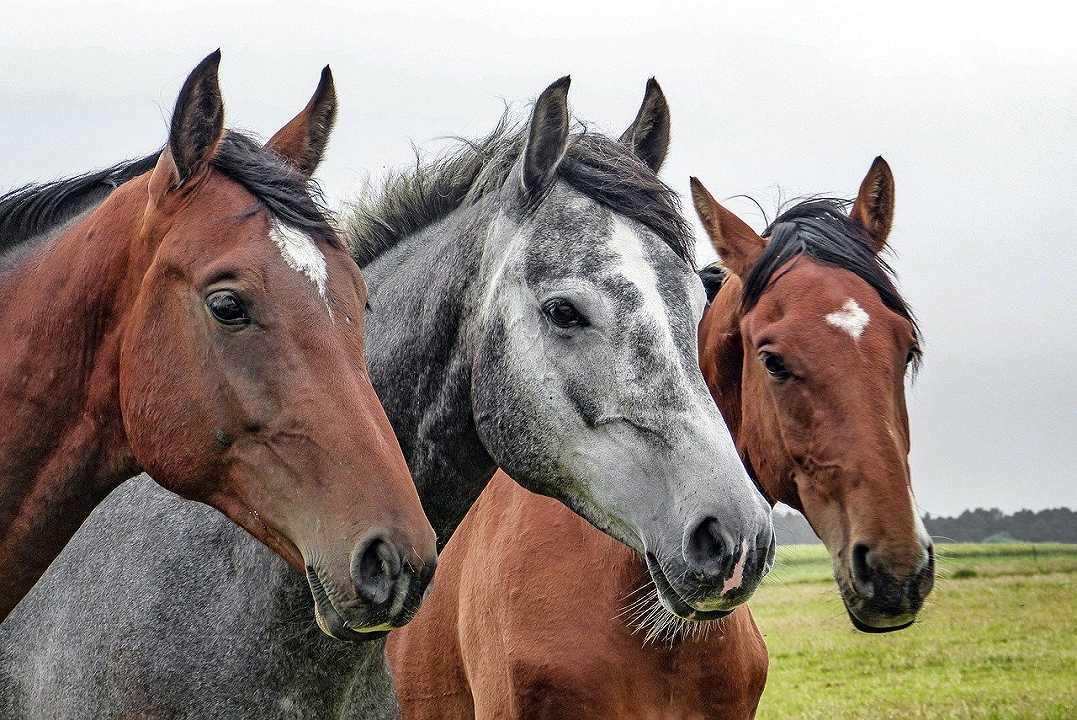 Grecia: vietata la macellazione dei cavalli, festeggiano gli animalisti