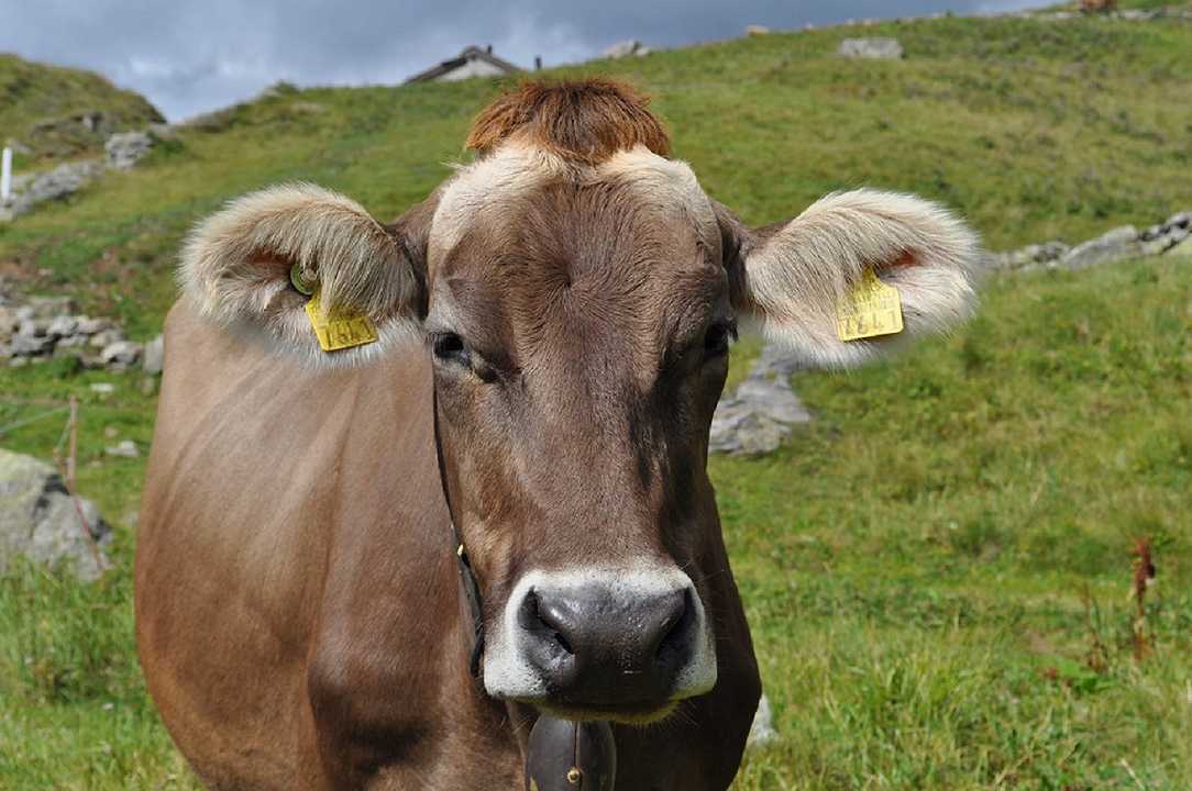 Carne bovina: aumenta la produzione in Italia, ma persiste la necessità delle importazioni