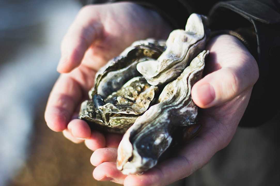 Sardegna: petizione contro l’allevamento di mitili e ostriche a Golfo Aranci