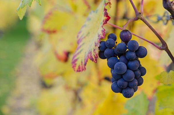 Vino: in Italia il 19% dei vigneti è bio