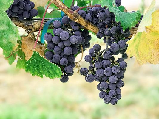 Vino, la Barbera d’Asti conclude una grande annata