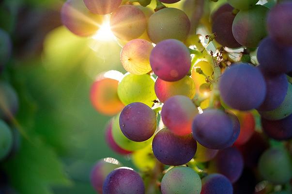 Lombardia: voucher da 250 euro per i ristoratori per acquistare vini locali