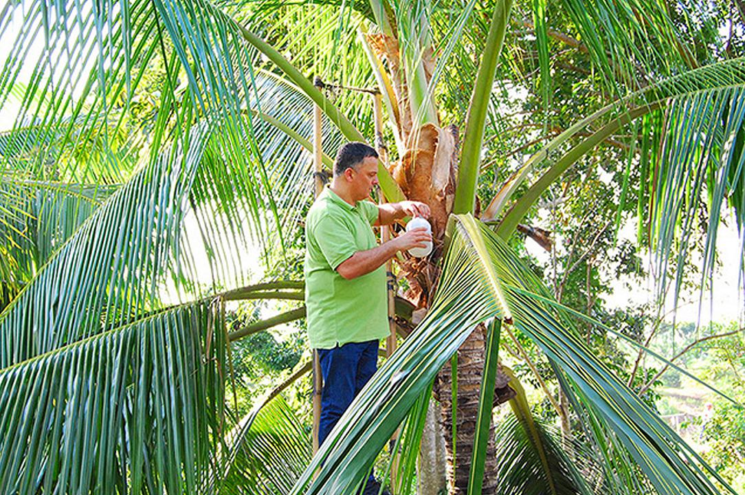 Covid-19: il Governo delle Filippine cerca una cura nell’olio di cocco