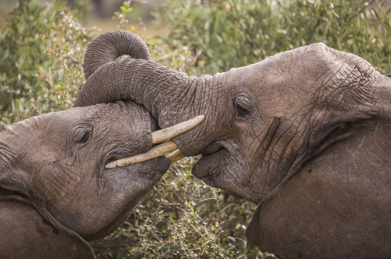 Sudafrica il Governo vuole cambiare la legge per mangiare gli elefanti