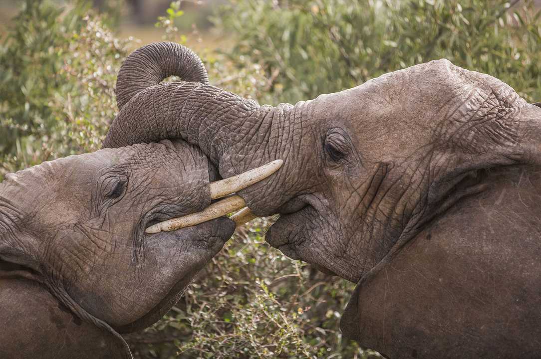 Sudafrica: il Governo vuole cambiare la legge per mangiare gli elefanti