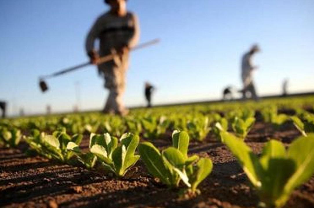 Agricoltura: il settore con la paga oraria più bassa, dice l’Istat
