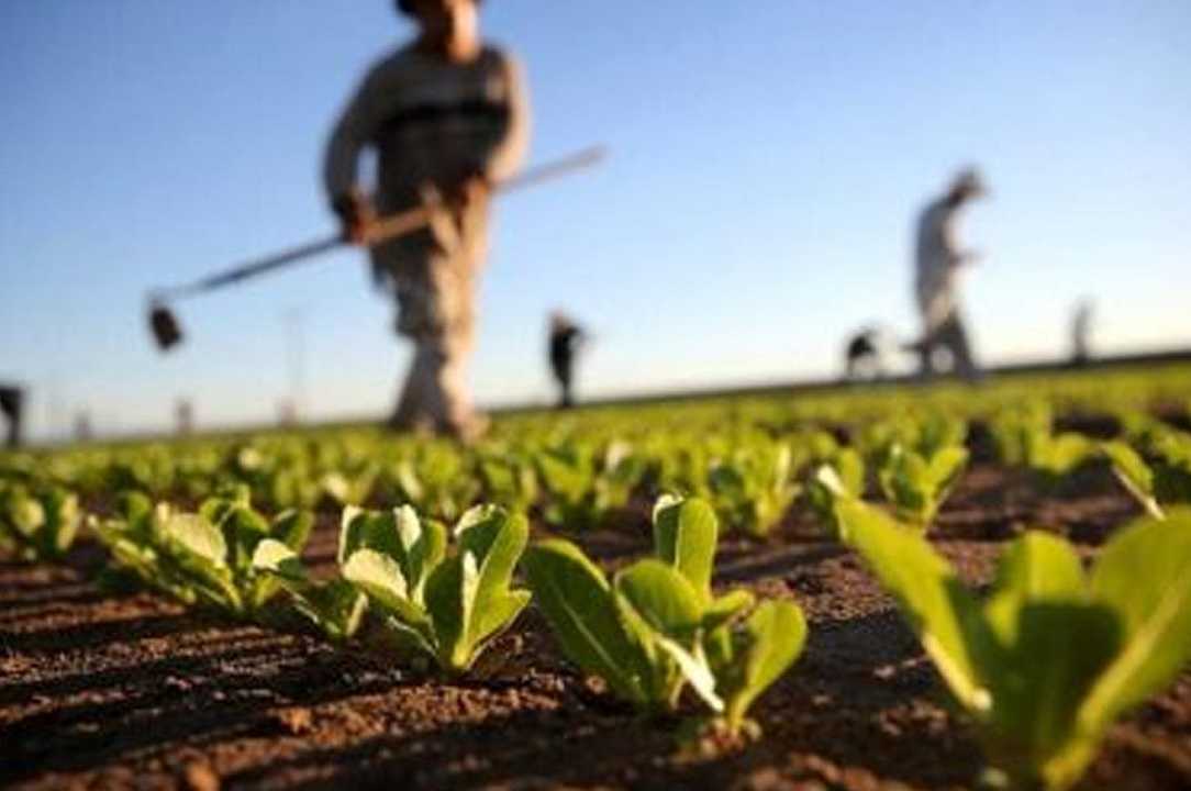 Agricoltura, crescono le ore lavorative (+17,5%)