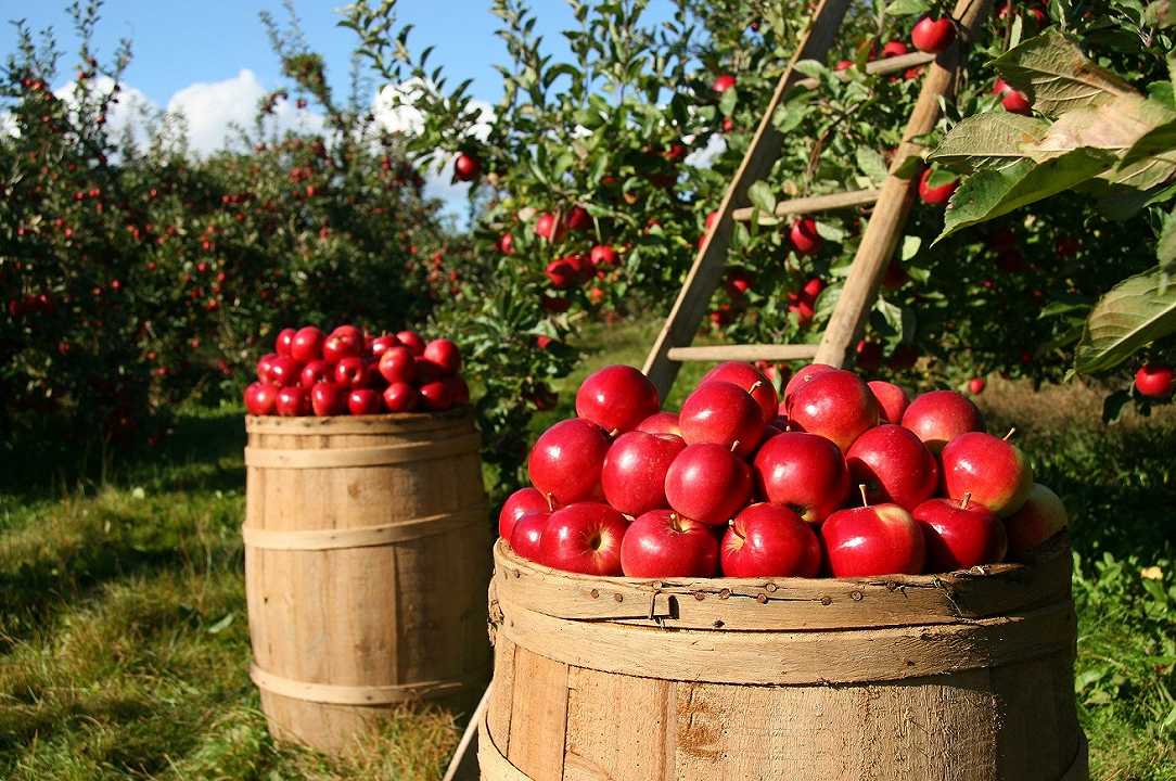 Agricoltura, in Emilia-Romagna è già primavera, e per i frutteti è un disastro