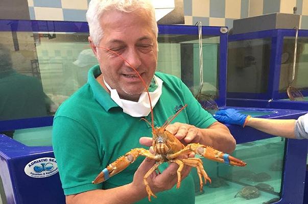 Astice giallo raro viene salvato e donato da un ristoratore all’Acquario di Genova