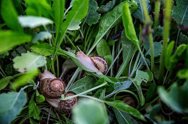 Chiocciole (o lumache): l’allevamento piemontese ci fa amare le escargots italiane