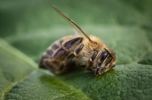Miele sardo a rischio estinzione: la campagna degli apicoltori