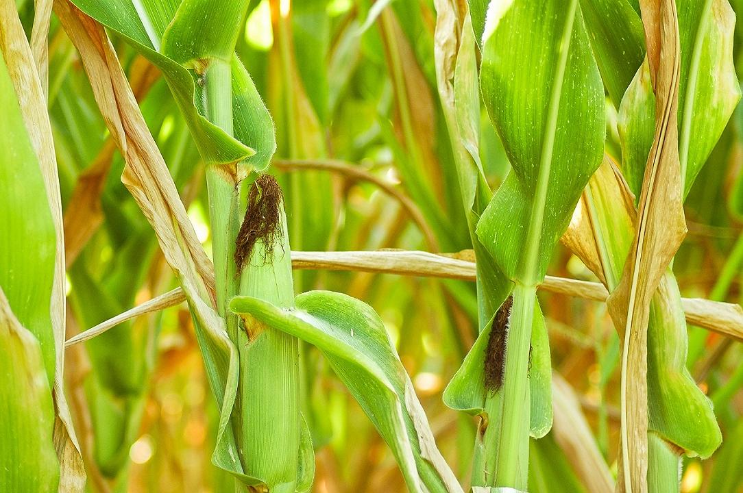 OGM: ideata nuova tecnica per scovare le culture non autorizzate