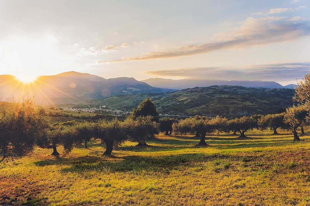 Puglia: la Xylella colpisce un olivo ai confini della zona indenne