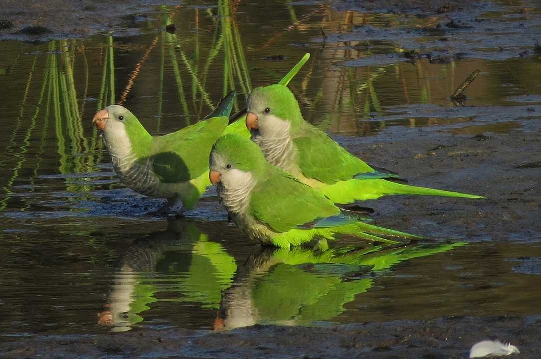 Puglia: l’allarme degli agricoltori per l’invasione dei pappagalli verdi