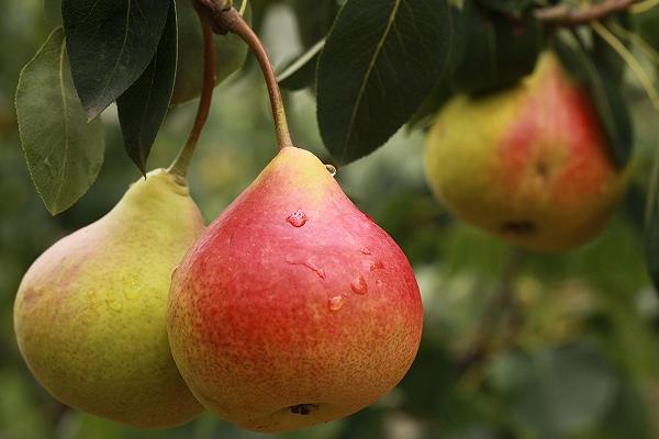 Pere, a causa del clima la produzione è crollata del 48% in 5 anni