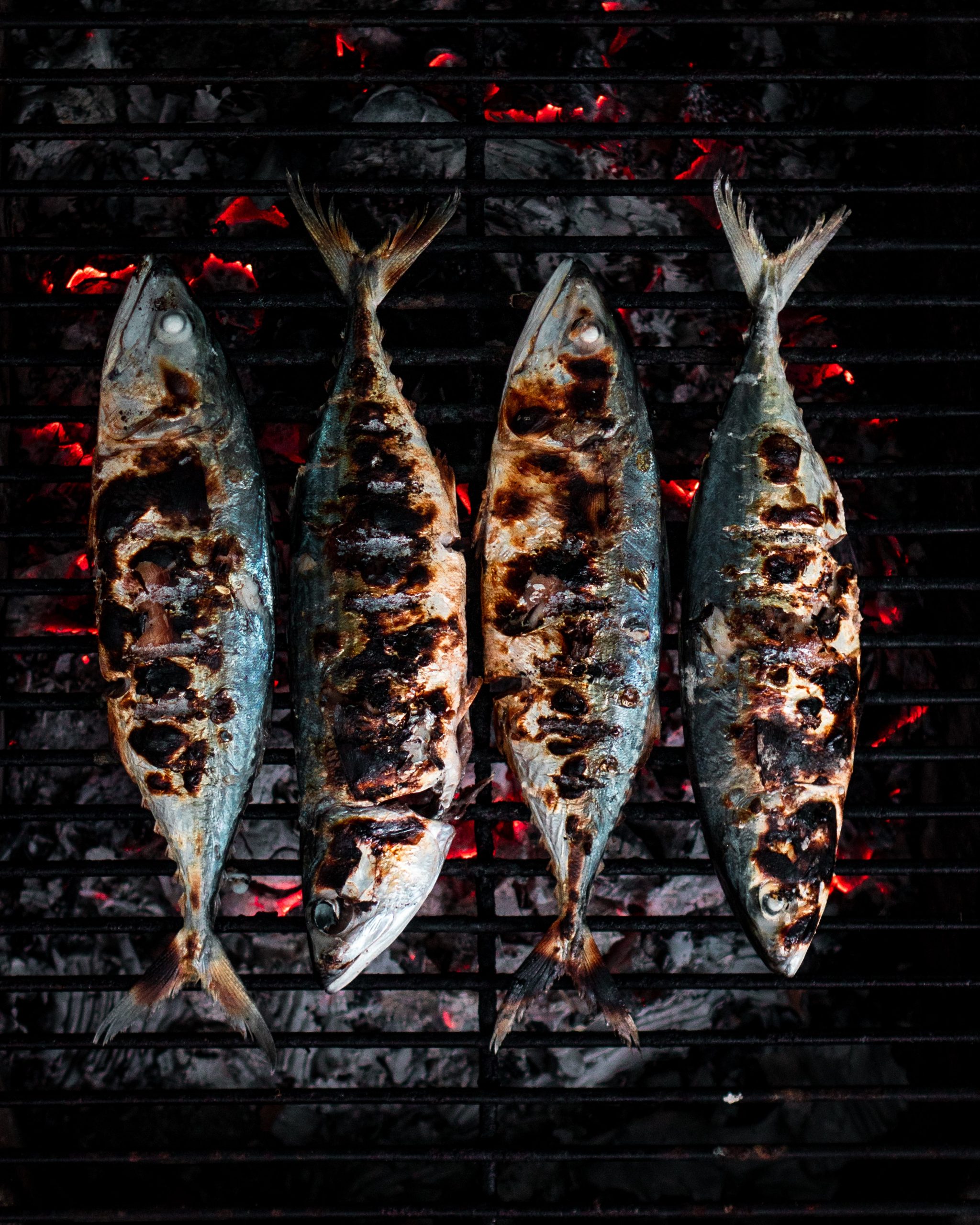 sardine-brace