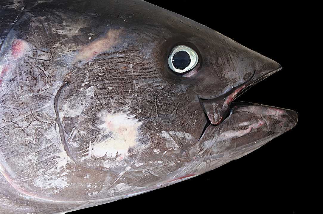 Pesca: la Commissione PE approva il piano per la gestione del tonno rosso
