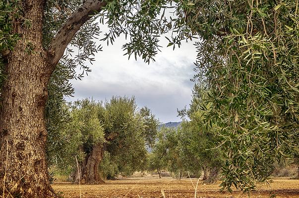 Xylella continua a fare danni: scomparso 1/3 degli ulivi monumentali