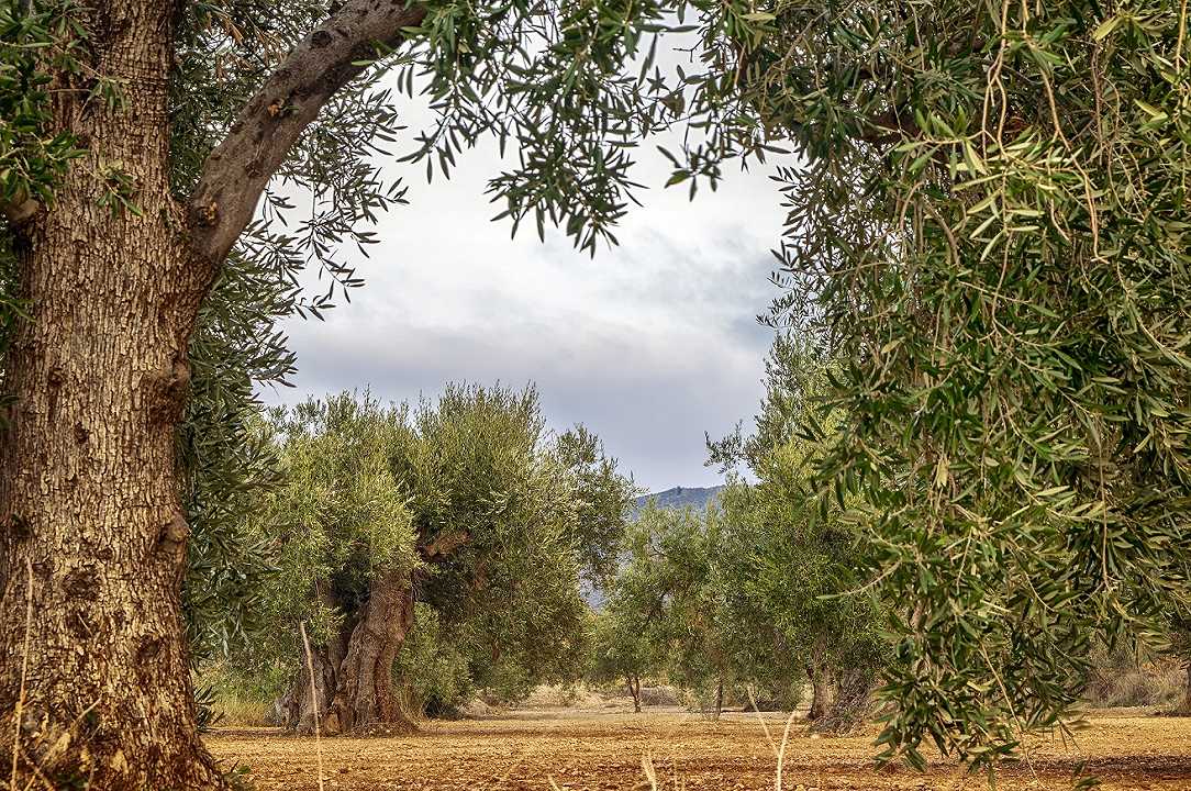 Giornata mondiale ulivi: in Italia 250 milioni di piante in pericolo