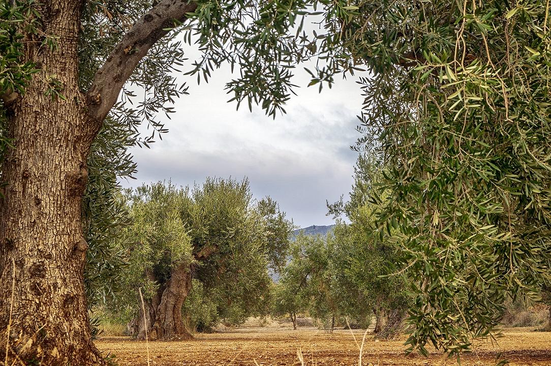 Xylella: in Puglia il Governo dà 5 milioni di euro per gli ulivi monumentali