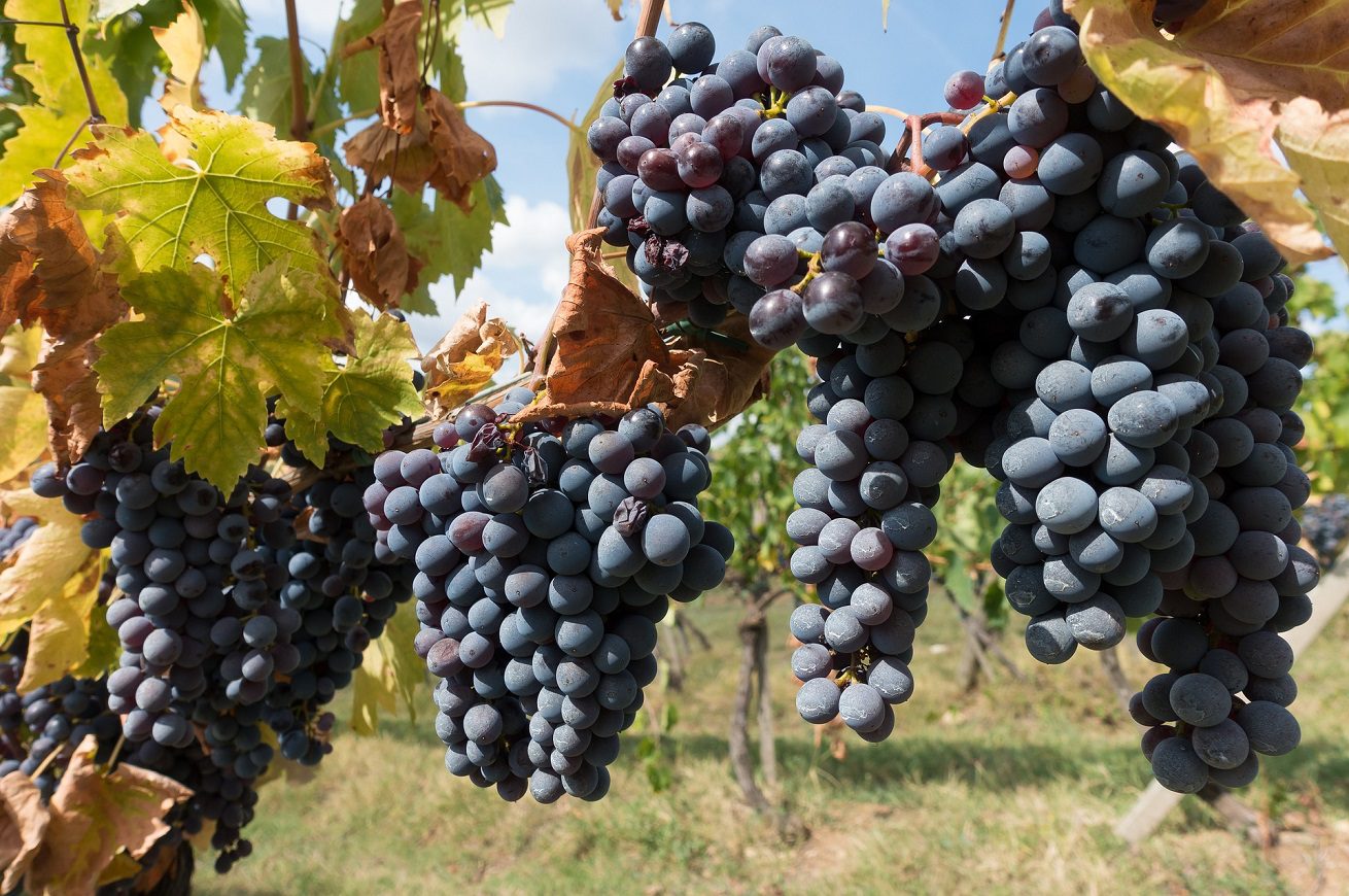 vendemmia