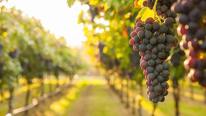 L’Europa consumerà sempre meno vino