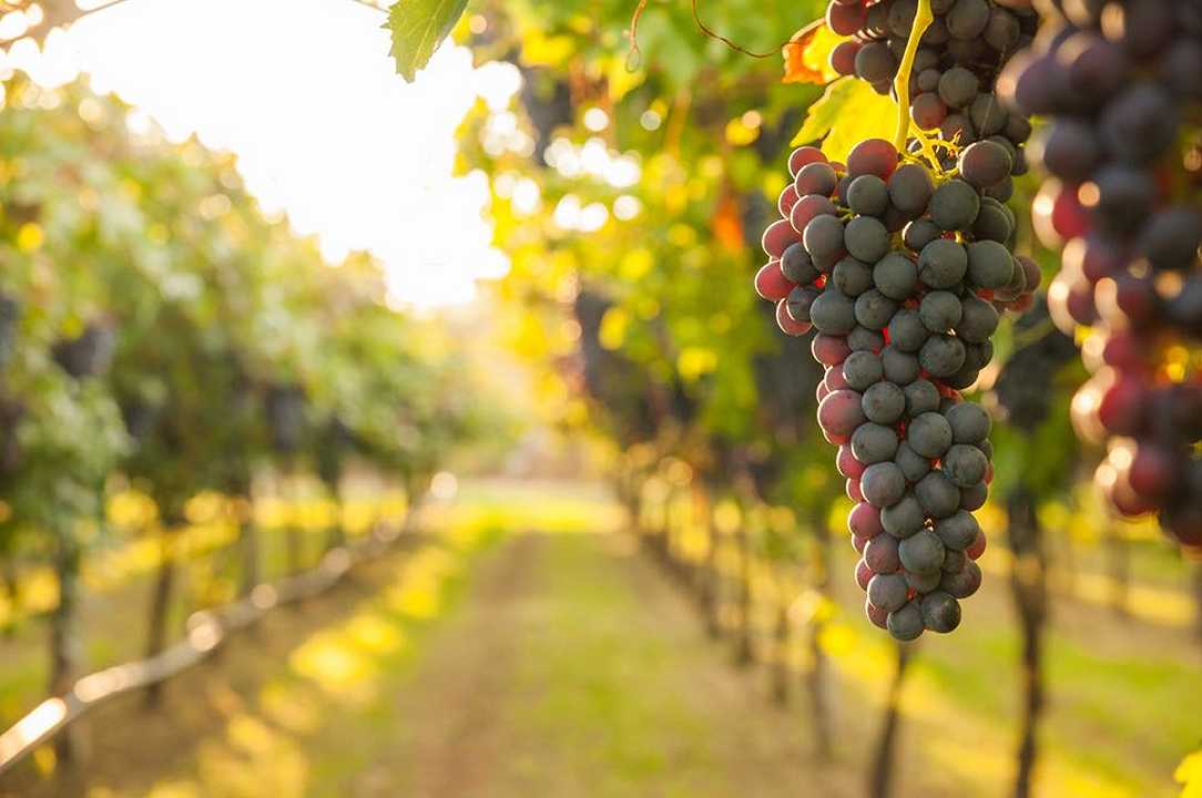 Vino: l’Italia vince il premio OIV per il miglior testo di diritto vitivinicolo