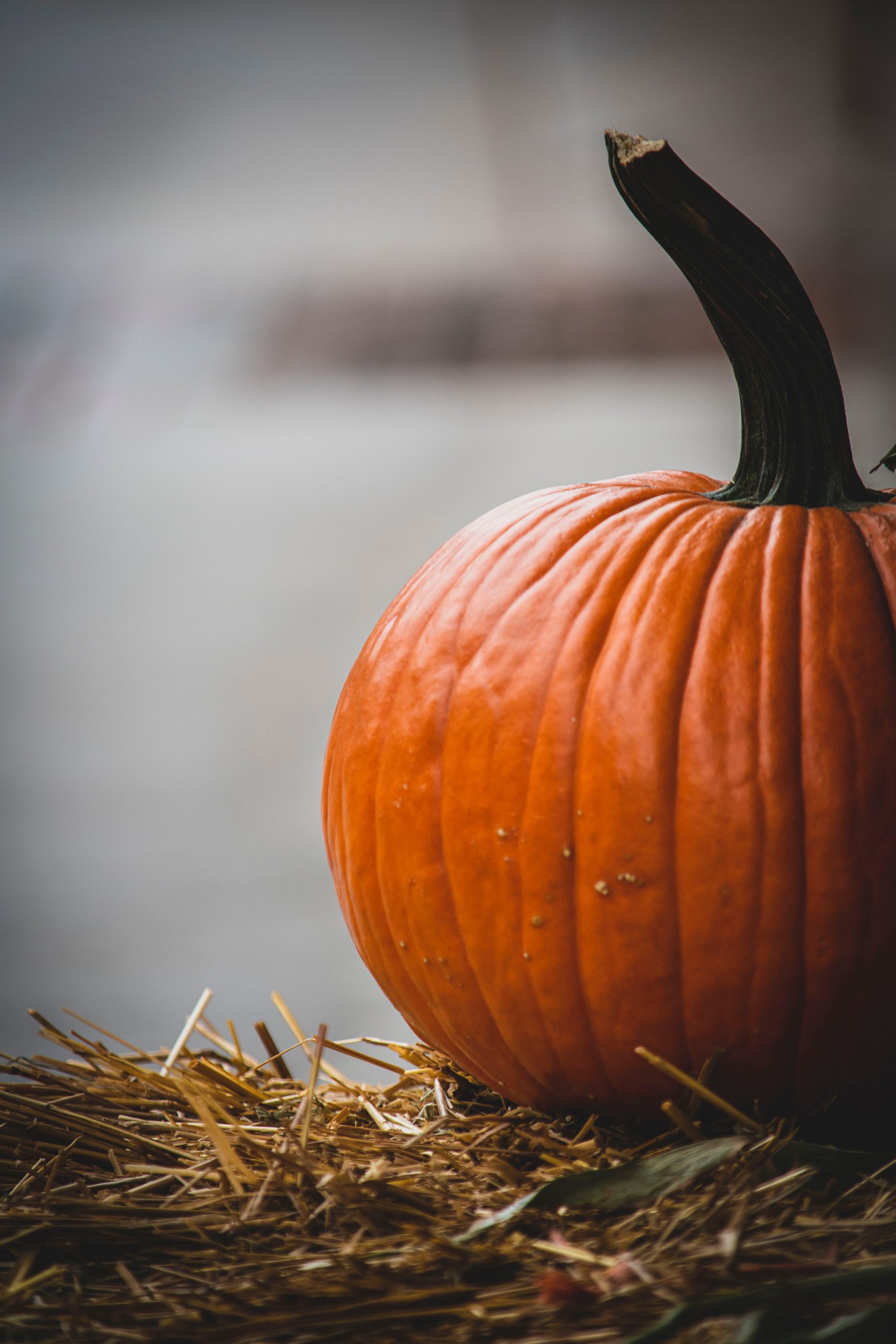 zucca