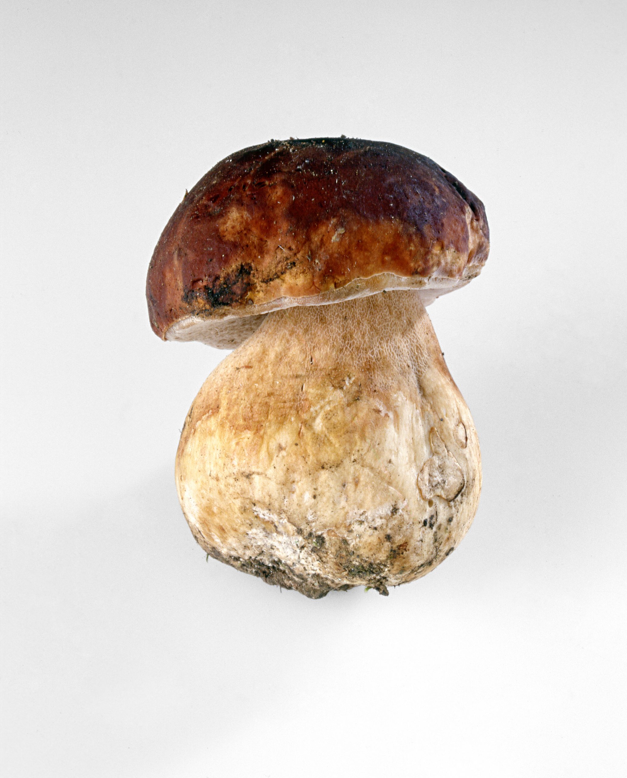 Funghi porcini
