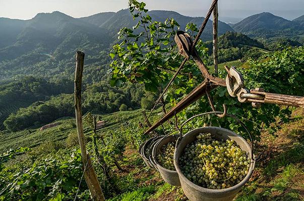 Vino: in futuro, il marchio “eroico” in etichetta