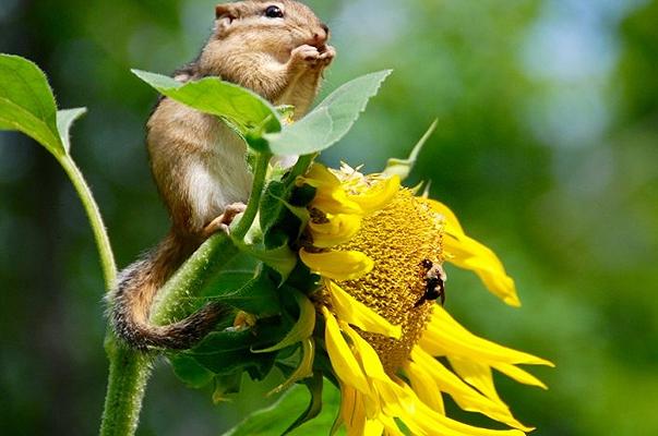 WWF: la nostra alimentazione causa la perdita del 70% di biodiversità