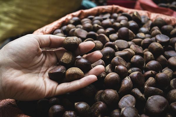 Castagne, cresce la produzione: +10% rispetto al 2021