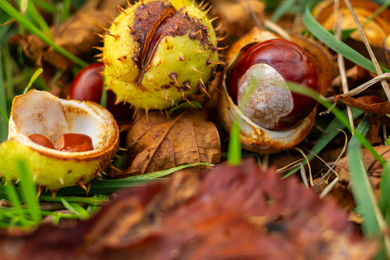 castagne e marroni differenze