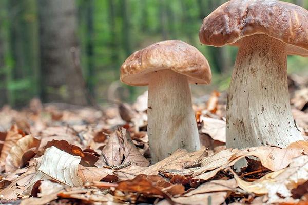 Funghi, la pioggia scaccia la siccità e regala importanti nascite di Porcini estivi