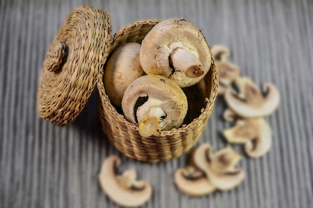 Champignon: ricette e trucchi per rendere speciali i funghi coltivati