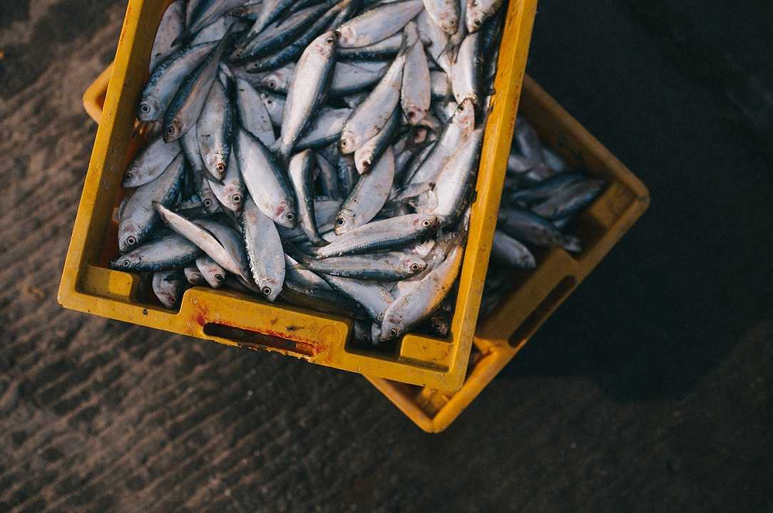 Pesca, le proteste per il caro carburante colpiscono Napoli: scarseggia il pesce fresco