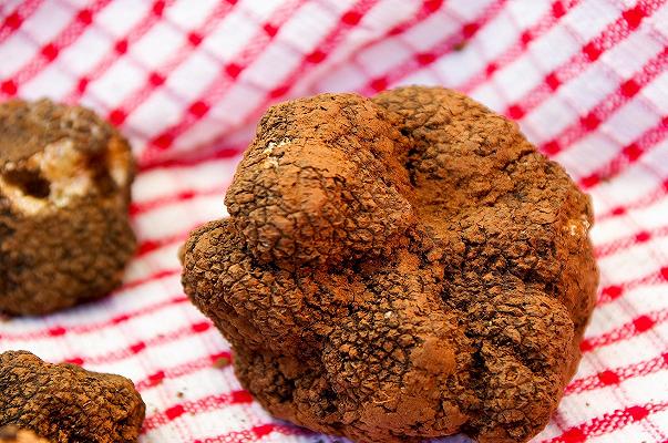 Fiera del Tartufo di Alba 2020: via i varchi e i braccialetti, arrivano gli steward
