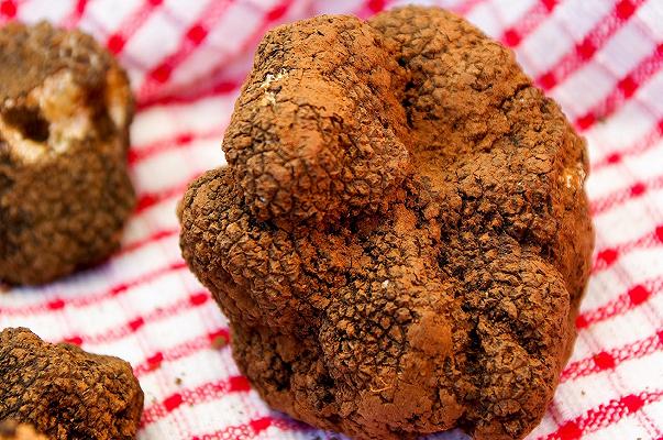 Fiera del Tartufo di Acqualagna è rinviata al 2021